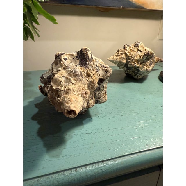 Pair Vintage Natural Horse Conch Seashell Specimen Organic Decor For Sale - Image 11 of 16