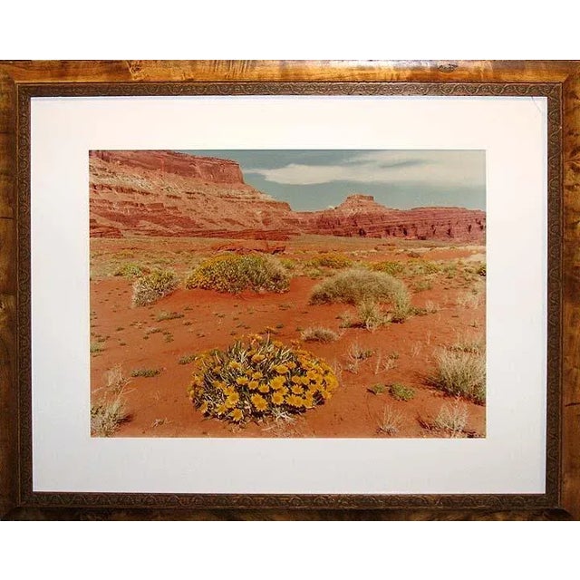 Vintage Color Photograph by James Thomson "Yellow Flowers Hurrah Pass" Signed and Framed For Sale