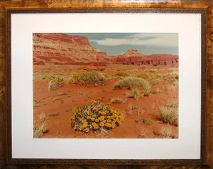 Vintage Color Photograph by James Thomson "Yellow Flowers Hurrah Pass" Signed and Framed