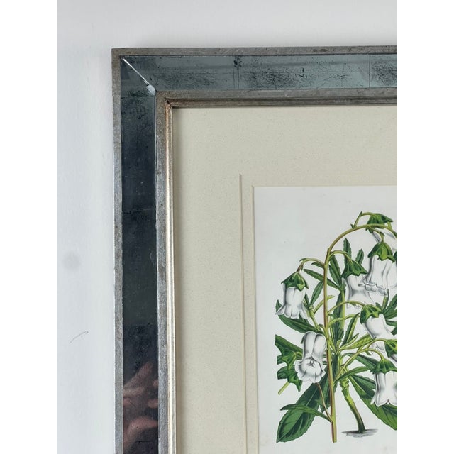 This elegant vintage botanical print by Trowbridge features “Gladiolus × willmoreanus,” after the work of celebrated 19th...