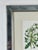 This elegant vintage botanical print by Trowbridge features “Gladiolus × willmoreanus,” after the work of celebrated 19th...