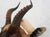 Blesbok Antelope Mount Bust Head For Sale - Image 15 of 17