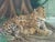 1990s Jaguar, 1990s, Oil on Canvas, Framed For Sale - Image 5 of 9