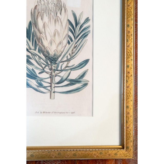 18th Century Hand Colored Botanical Engraving Curtis's Magazine Print Protea For Sale In New York - Image 6 of 10
