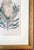 18th Century Hand Colored Botanical Engraving Curtis's Magazine Print Protea For Sale In New York - Image 6 of 10