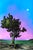 The artwork depicts a solitary tree standing against a vibrant sky, transitioning from deep blue to soft pink, with a...