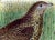 18th Century A Falkland Island Quail: An 18th Century Hand-Colored Engraving by Martinet, 1770 For Sale - Image 5 of 6