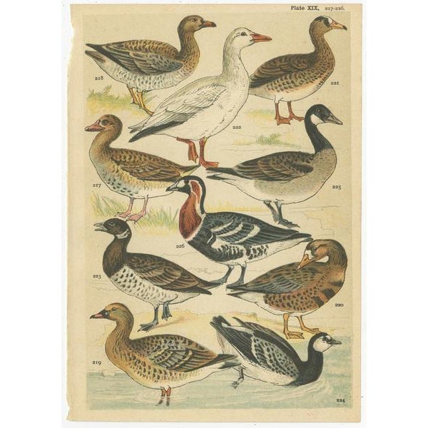 Gordon, Various Waterfowl and Wading Birds, 1900, Prints, Set of 6 For Sale - Image 6 of 8