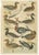 Gordon, Various Waterfowl and Wading Birds, 1900, Prints, Set of 6 For Sale - Image 6 of 8