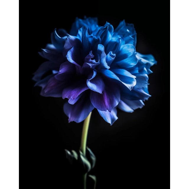 "A Botanical 49" Original Botanical Still Life Photograph by Michael Filonow For Sale