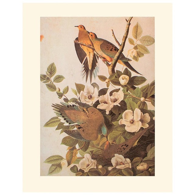 Olive 1966 Vintage Cottage Print "Carolina Turtle Dove & Mourning Dove" After John James Audubon For Sale - Image 8 of 8