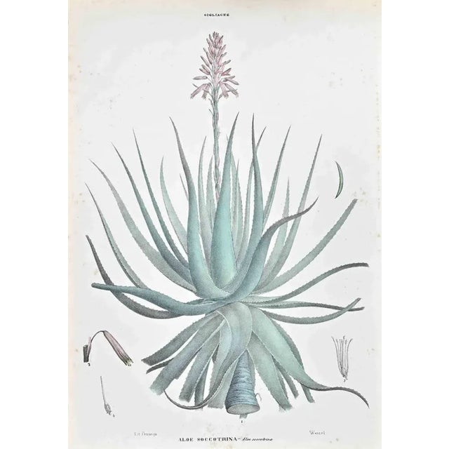 Lithograph hand watercolored. Belongs to the Series "Atlante di Botanica popolare ossia Illustrazione di Piante Notevoli...