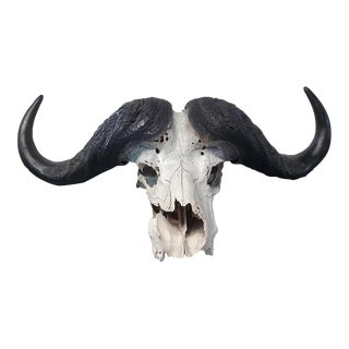 Vintage African Cape Buffalo Skull With Horns & Original Tag For Sale