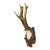 Antique Black Forest Red Deer Trophy on Carved Plaque, Germany 1929 For Sale