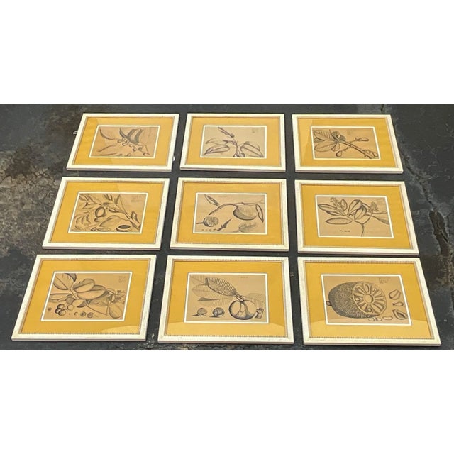 Large Scale British Colonial Style Framed Tropical Fruit / Botanicals -S/9 For Sale - Image 4 of 12