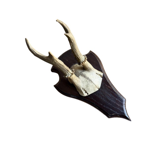 Cabin Roe Deer Trophy 142 Black Forest Antlers For Sale - Image 3 of 5