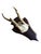 Cabin Roe Deer Trophy 142 Black Forest Antlers For Sale - Image 3 of 5