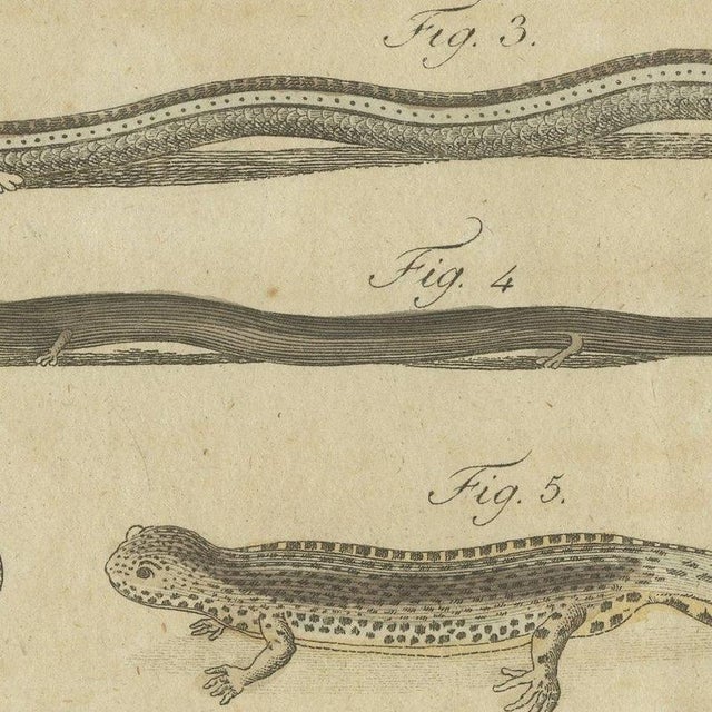 Bertuch, Lizards and Newts, Eight Species, 1805, Print For Sale - Image 6 of 12
