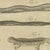 Bertuch, Lizards and Newts, Eight Species, 1805, Print For Sale - Image 6 of 12