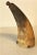 Early 19th Century Gun Powder Horn With Original Carved Pin For Sale - Image 12 of 12