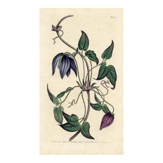 Purple Clematis Print, Curtis Botanical Print, 1805, Original Antique Engraving, Hand Colored, England For Sale