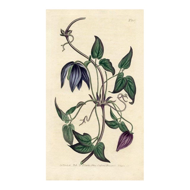 Purple Clematis Print, Curtis Botanical Print, 1805, Original Antique Engraving, Hand Colored, England For Sale