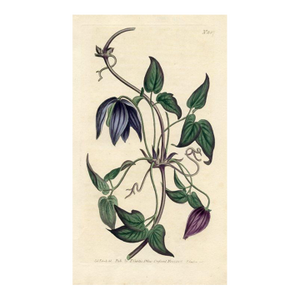Purple Clematis Print, Curtis Botanical Print, 1805, Original Antique Engraving, Hand Colored, England