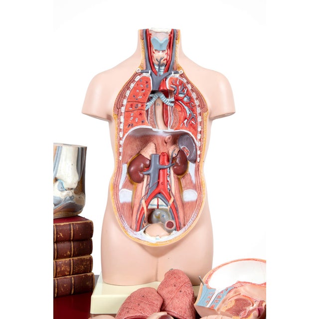 Vintage Anatomical Model, Germany, 1950s For Sale - Image 9 of 9