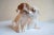 Ceramic Royal Copenhagen Denmark, Porcelain Pointer Puppies Dog Figurine, 1889-1922 For Sale - Image 7 of 7