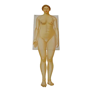 Foldable Anatomical Brochure Depicting Female Anatomy Ca. 1900s