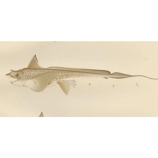 Paper Scandinavian Sturgeon and Chimaera, 1895, Paper For Sale - Image 7 of 10