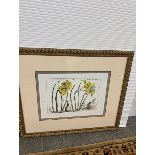 Yellow Soicher-Marin Daffodil Botanical Art Print, Pair For Sale - Image 8 of 12
