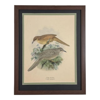 1875 J. G. Keulemans Hand-Colored Bird Lithograph, Framed in Walnut | Algerian & Palestine Bush-Babblers For Sale
