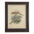 1875 J. G. Keulemans Hand-Colored Bird Lithograph, Framed in Walnut | Algerian & Palestine Bush-Babblers For Sale