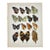 Antique Adalbert Seitz Butterfly Chromolithograph Print – Hestina - Kallima (C. 1909–1915) For Sale