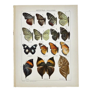 Antique Adalbert Seitz Butterfly Chromolithograph Print – Hestina - Kallima (C. 1909–1915)