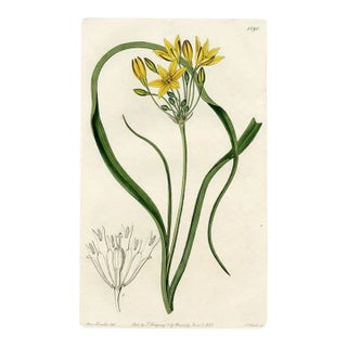 1833, Yellow Pretty-Face Print, the Botanical Register (England), Original Antique Botanical Engraving For Sale