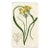 1833, Yellow Pretty-Face Print, the Botanical Register (England), Original Antique Botanical Engraving For Sale