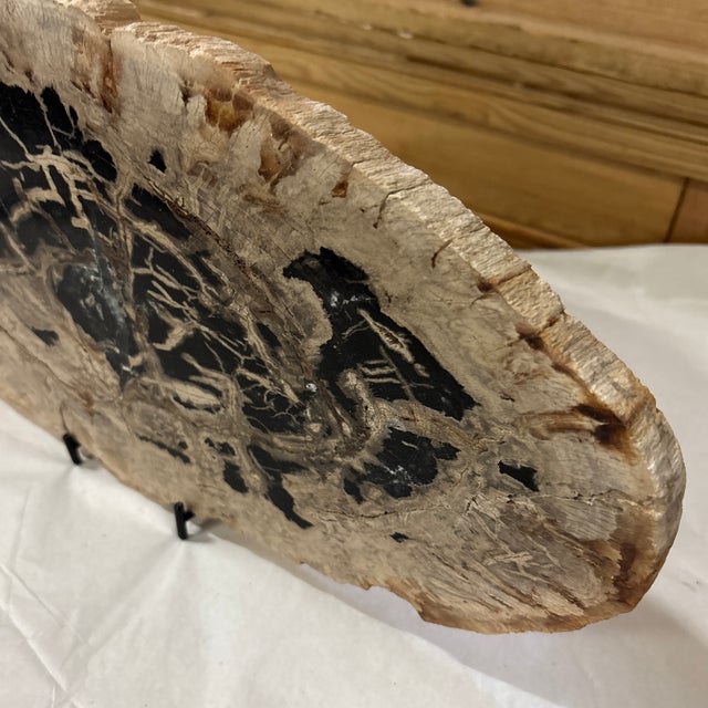 Live Edge Petrified Wood H For Sale - Image 4 of 9