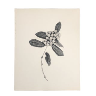 Botanical Still Life Photo by Garo For Sale