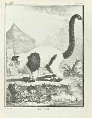 Jean Moitte, Le Vari, Etching, 1771