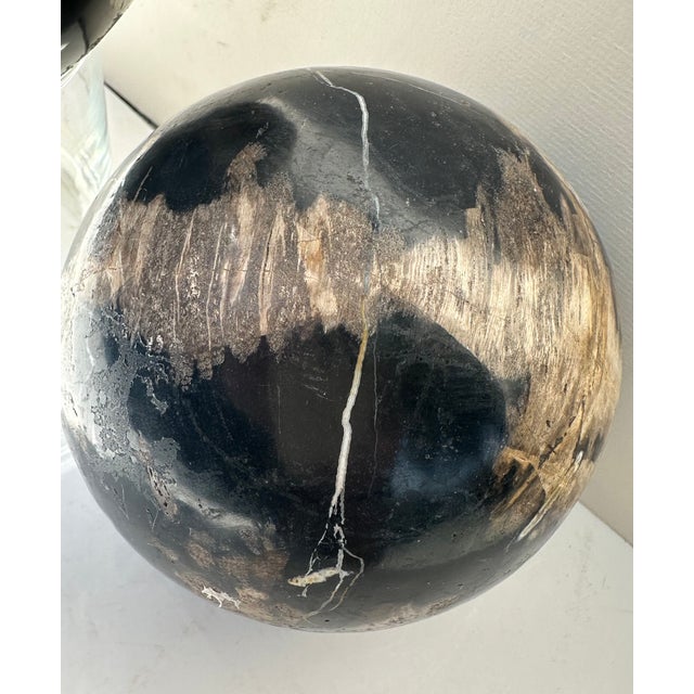 Two Polished Petrified Wood Organic Spheres. For Sale - Image 10 of 10