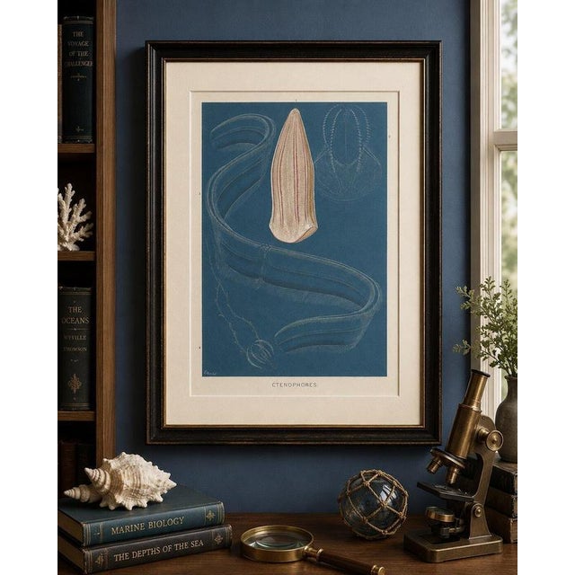 Blue Richard Lydekker, Ctenophores (Comb Jellies) Marine Invertebrates, 1896, Color Process Print For Sale - Image 8 of 9