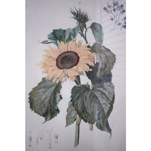 Pair of Large Floral Botanical German Color Engravings For Sale - Image 4 of 16