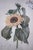 Pair of Large Floral Botanical German Color Engravings For Sale - Image 4 of 16
