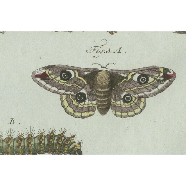 Black Bertuch, Three Moths and Metamorphosis, 1800, Engraving For Sale - Image 8 of 11