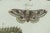 Black Bertuch, Three Moths and Metamorphosis, 1800, Engraving For Sale - Image 8 of 11