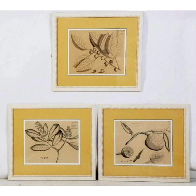 Gold Large Scale British Colonial Style Framed Tropical Fruit / Botanicals -S/9 For Sale - Image 8 of 12