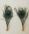 Fabulous pair of natural peacock feathers lamp from nails.