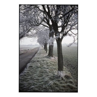 Paul Cooklin, Frosty Trees, Occold, Suffolk, Edition of 50 For Sale